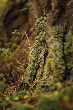 Sonbahar kozalaklı ormanı. Mantar ve böğürtlen. Rowan, yabanmersini ve yaban mersini. Sonbahar arkaplanı güzel bir ışık oyunu ve birçok detayla