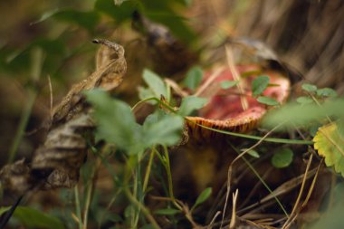 Sonbahar kozalaklı ormanı. Mantar ve böğürtlen. Rowan, yabanmersini ve yaban mersini. Sonbahar arkaplanı güzel bir ışık oyunu ve birçok detayla