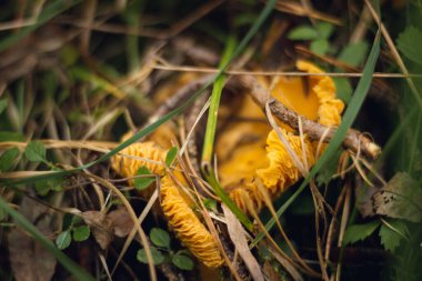 Sonbahar kozalaklı ormanı. Mantar ve böğürtlen. Rowan, yabanmersini ve yaban mersini. Sonbahar arkaplanı güzel bir ışık oyunu ve birçok detayla
