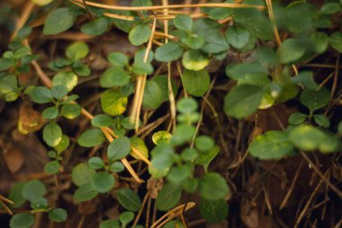 Sonbahar kozalaklı ormanı. Mantar ve böğürtlen. Rowan, yabanmersini ve yaban mersini. Sonbahar arkaplanı güzel bir ışık oyunu ve birçok detayla