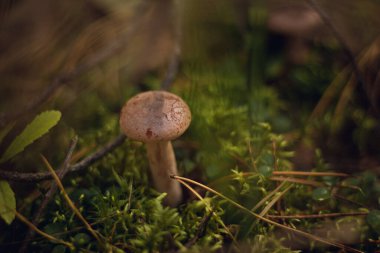 Sonbahar kozalaklı ormanı. Mantar ve böğürtlen. Rowan, yabanmersini ve yaban mersini. Sonbahar arkaplanı güzel bir ışık oyunu ve birçok detayla