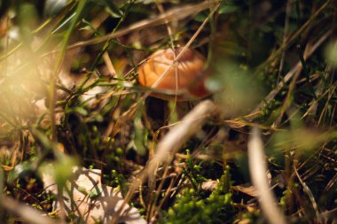 Sonbahar kozalaklı ormanı. Mantar ve böğürtlen. Rowan, yabanmersini ve yaban mersini. Sonbahar arkaplanı güzel bir ışık oyunu ve birçok detayla