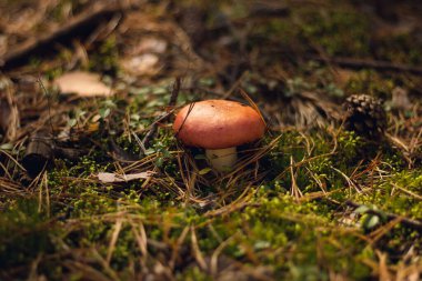 Sonbahar kozalaklı ormanı. Mantar ve böğürtlen. Rowan, yabanmersini ve yaban mersini. Sonbahar arkaplanı güzel bir ışık oyunu ve birçok detayla