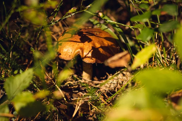 Forêt Conifères Automne Champignons Baies Rowan Myrtille Airelle Fond Automne — Photo