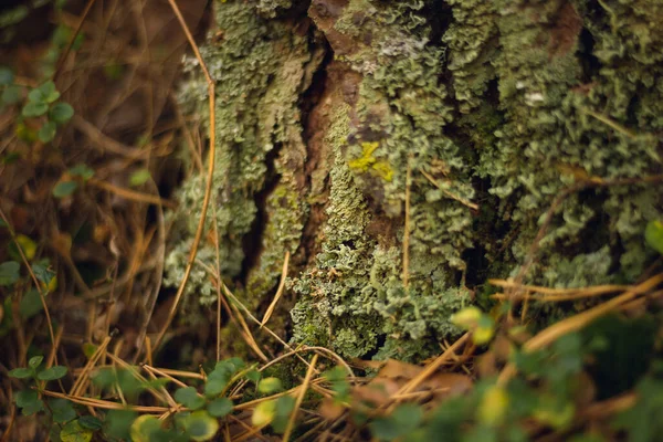 Sonbahar kozalaklı ormanı. Mantar ve böğürtlen. Rowan, yabanmersini ve yaban mersini. Sonbahar arkaplanı güzel bir ışık oyunu ve birçok detayla
