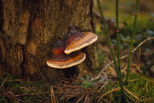 Autunno Foresta Conifere Funghi Bacche Sorbo Mirtillo Mirtillo Sfondo Autunnale — Foto Stock