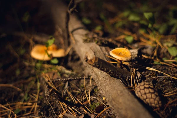 Sonbahar Kozalaklı Ormanı Mantar Böğürtlen Rowan Yabanmersini Yaban Mersini Sonbahar — Stok fotoğraf