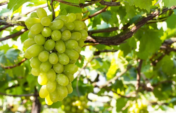 Racimos de uvas verdes —  Fotos de Stock