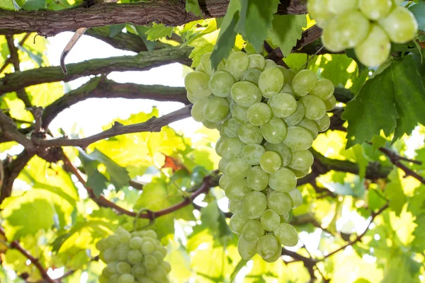 Bunches of green grapes — Stock Photo, Image