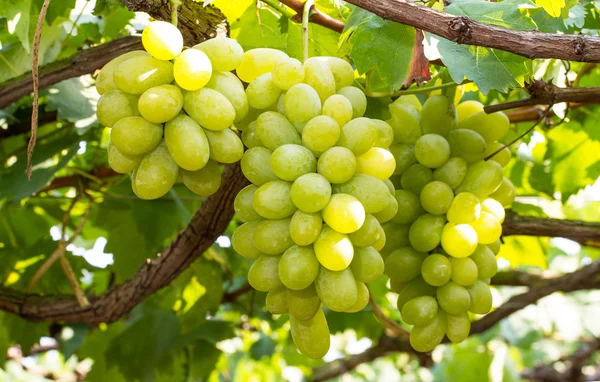 Cachos de uvas verdes — Fotografia de Stock