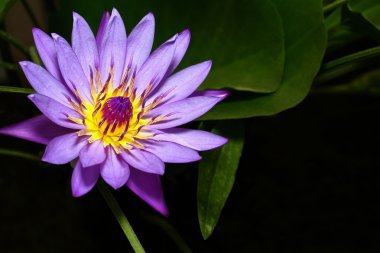 Mor lotus çiçeği