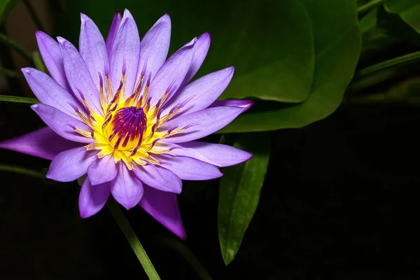 Purple lotus flower — Stock Photo, Image