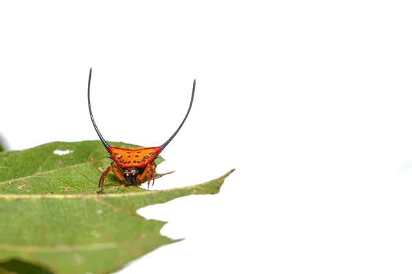 Macracantha obloukovité na listech — Stock fotografie