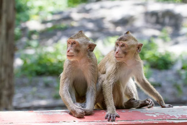 Os dois macacos Fotografias De Stock Royalty-Free