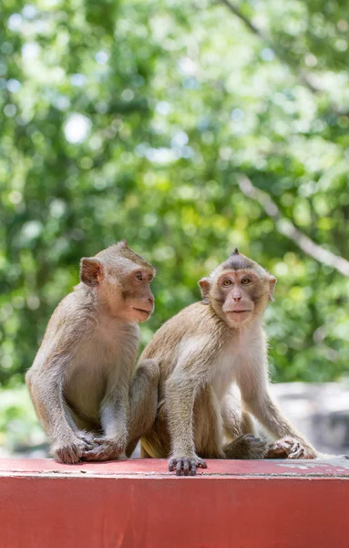 Die zwei Affen lizenzfreie Stockbilder