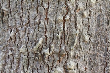 Kahverengi ahşap kabuk arka plan ve doku