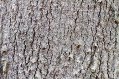 Kahverengi ahşap kabuk arka plan ve doku