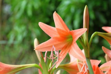 Turuncu Amaryllis Çiçeği veya Hippeastrum