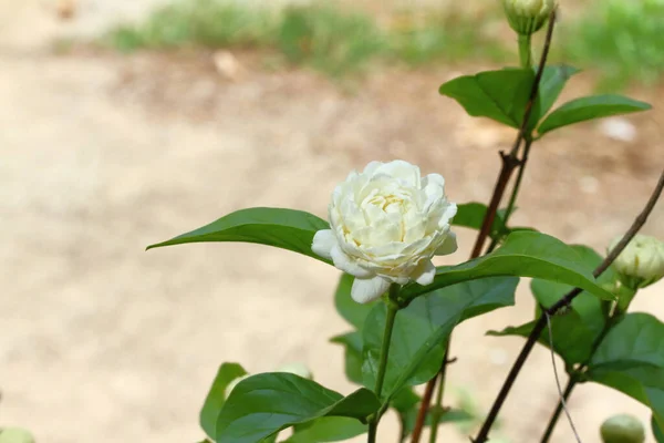 Zbliżenie Biały Kwiat Jaśminu Rozmytym Tle Obraz Stockowy