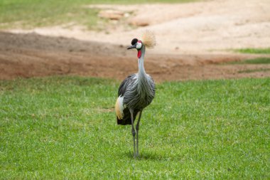 gri taç vinçGrulla coronada gris