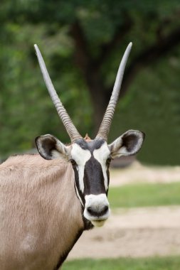 Oryx Gazella yeşil zemin üzerine