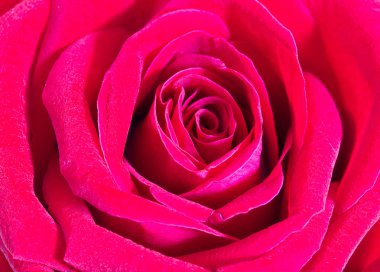 Kırmızı gül arkaplanı