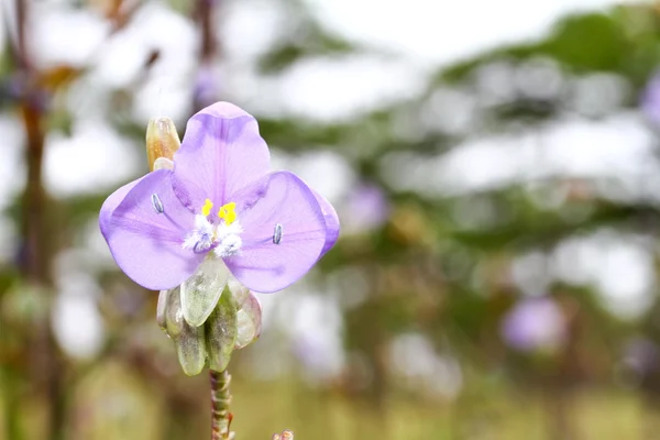 Murdannia giganteum Tay menekşe çiçek