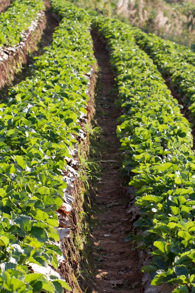 Morango campo verde coler — Fotografia de Stock