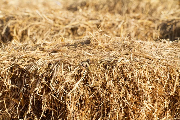 Straw  background and texture — Stock Photo, Image