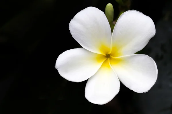 Plumeria em fundo preto — Fotografia de Stock