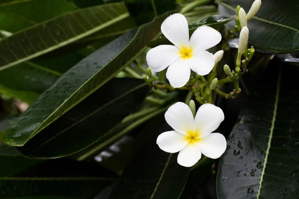 Plumeria flor branca — Fotografia de Stock