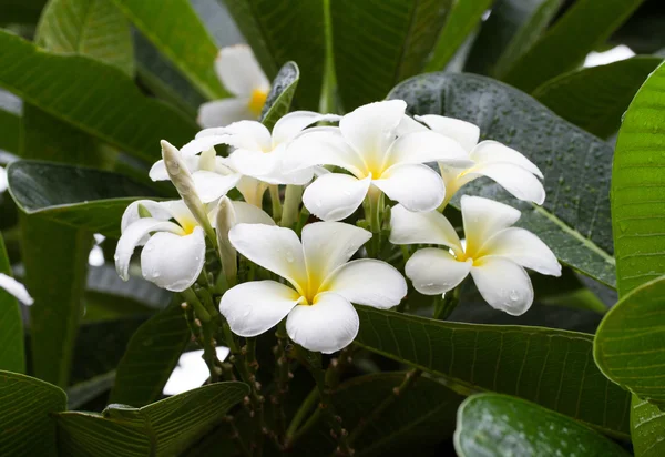 Πλουμέρια λευκό λουλούδι — Φωτογραφία Αρχείου