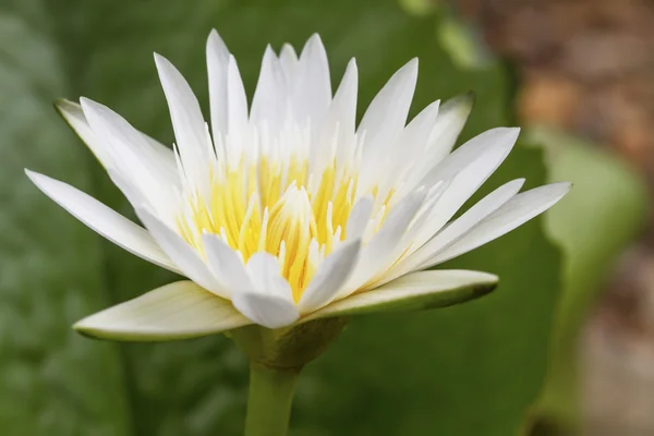 Fiore di loto bianco — Foto Stock