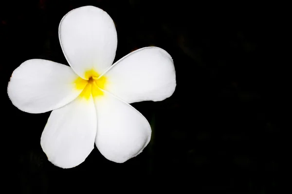 Живці квітів на чорному фоні — стокове фото