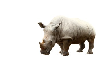 Rhino beyaz zemin üzerine