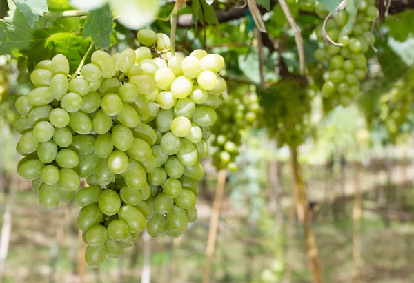 Green grape bunch — Stock Photo, Image