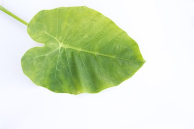 Beyaz arkaplanda yapraklar