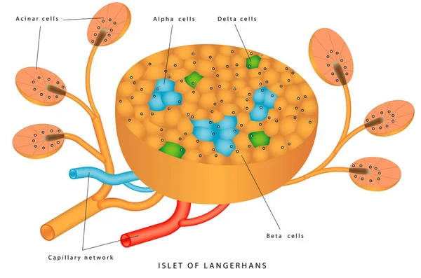 Pancreatic Islet Islets Langerhans Responsible Endocrine Function Pancreas Each Islet — Stock Vector