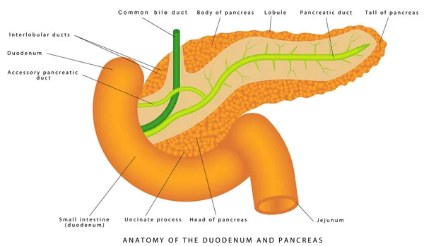 Duodenum Alvleesklier Pancreas Twaalfvingerige Darm Locatie Een Witte Achtergrond Medische — Stockvector
