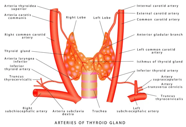 Arterias Glándula Tiroides Thyroid Gland Endocrine Glands Hormones Inglés Suministro — Archivo Imágenes Vectoriales