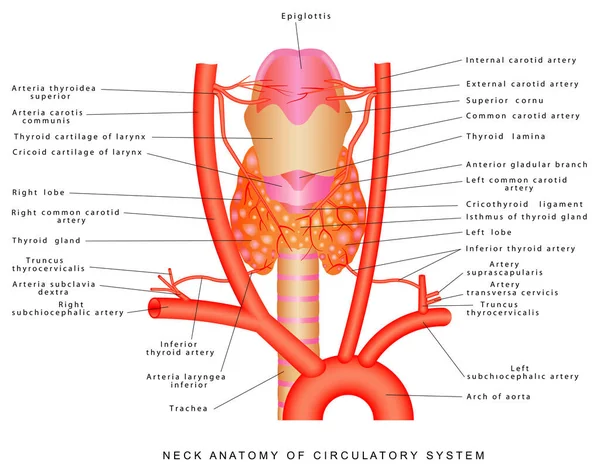 Artérias Pescoço Anatomia Pescoço Sistema Circulatório Vista Anterior Artéria Região — Vetor de Stock