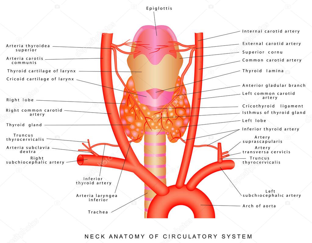 Arteries of the neck. Neck anatomy of circulatory system. Anterior view of the neck region artery. Blood vessels of the neck on white background.
