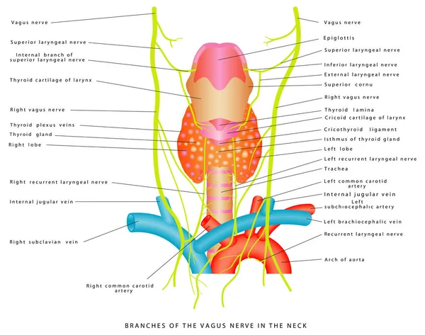 Vagus Nerf Branches Nerf Vague Dans Cou Relations Anatomiques Entre Illustration De Stock