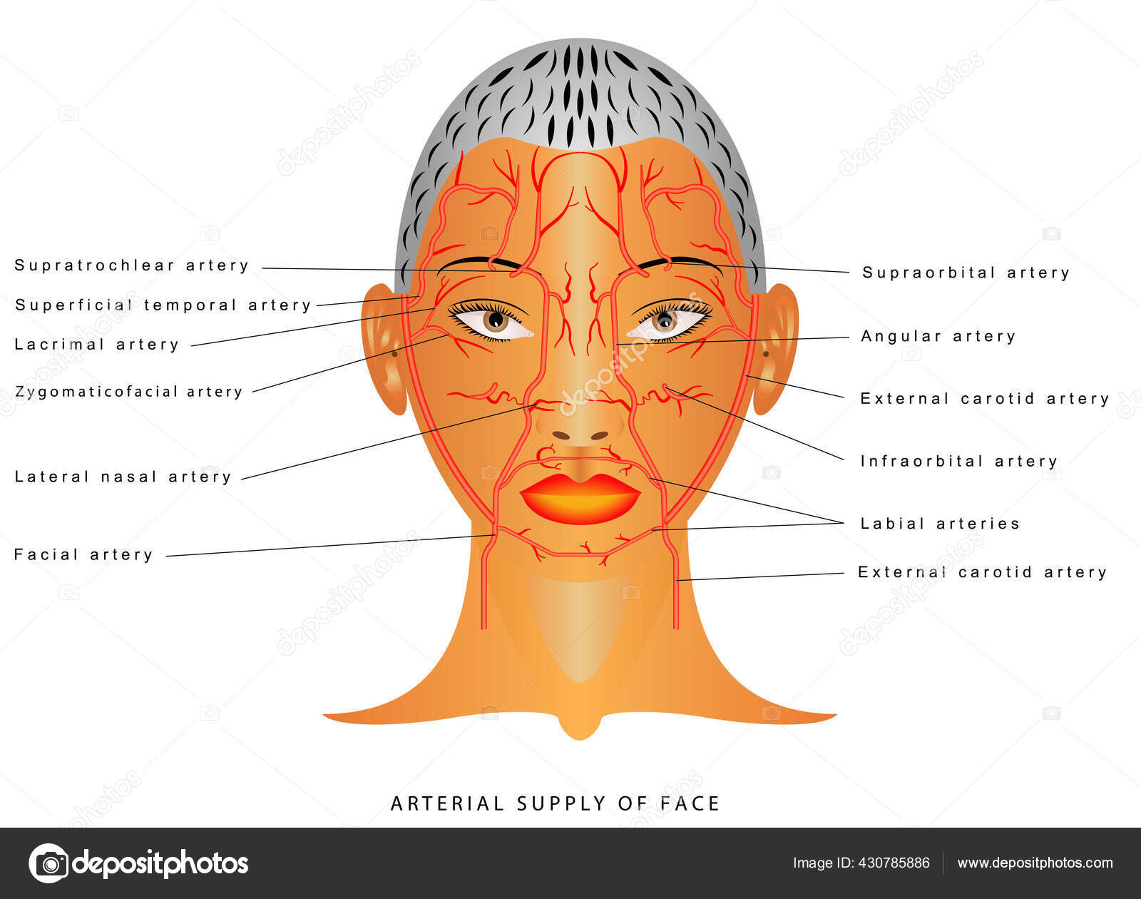 Facial Arteries Arteries Head Facial Artery Branch External Carotid Artery  Stock Vector Image by ©anutuno #430785886