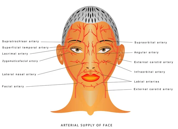 Gesichtsarterien Arterien Des Kopfes Gesichtsarterie Zweig Der Äußeren Halsschlagader Die — Stockvektor