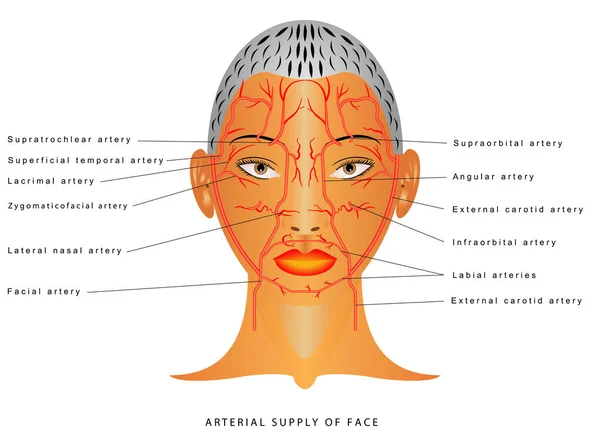 Artérias Faciais Artérias Cabeça Artéria Facial Ramo Artéria Carótida Externa — Vetor de Stock