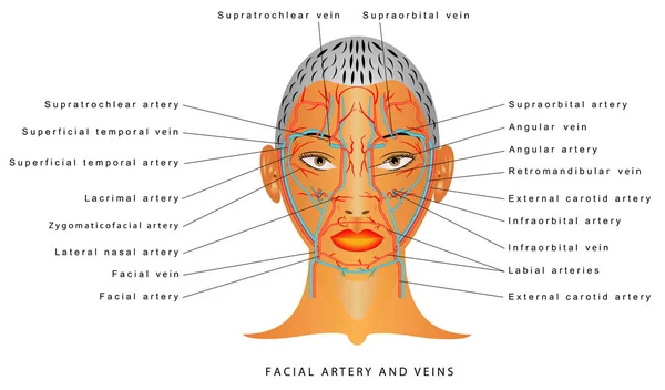 Artère Veines Faciales Système Circulatoire Tête Section Les Vaisseaux Sanguins — Image vectorielle