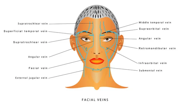 Venas Faciales Drenaje Venoso Cara Venas Faciales Humanas Gráficos vectoriales