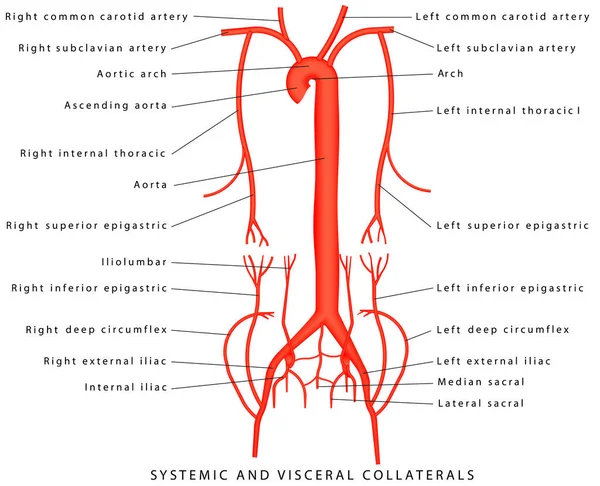 Colaterales Sistémicos Viscerales Anatomía Arterias Diagrama Aorta Arterias Mayores Superiores Vectores de stock libres de derechos