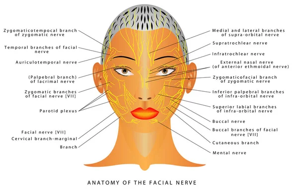 Anatomía Del Nervio Facial Nervio Mandibular Otros Nervios Cabeza Vista Ilustración De Stock